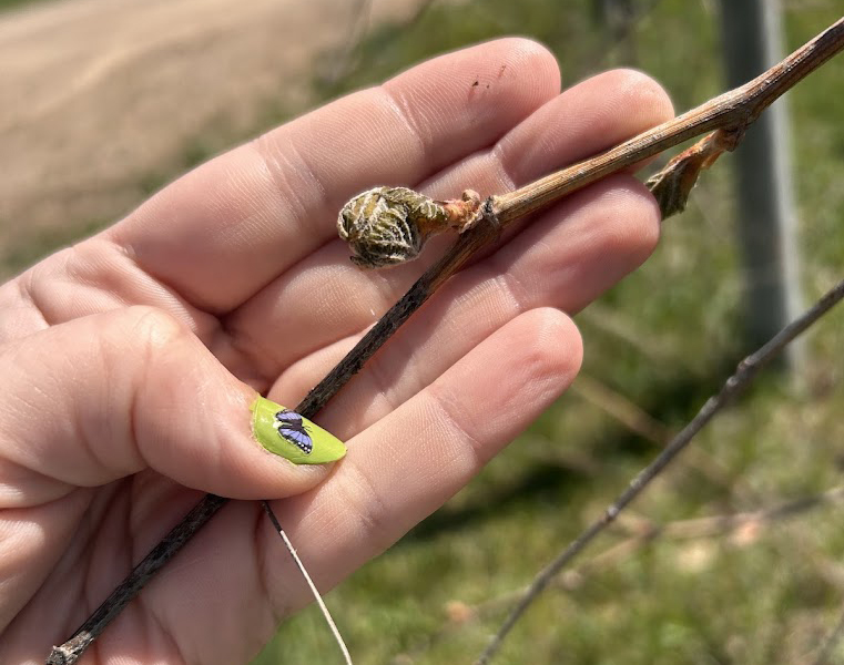 MarquetteLawton_Cheyenne Sloan.jpg